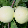 Дерево-сад (2-3х летка) яблоня 3 сорта Налив белый - Медуница - Орловим фото 1 