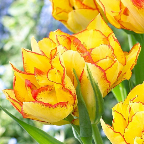 Тюльпан многоцветковый Акилла