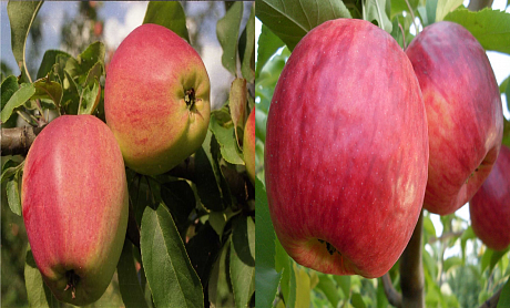 Дерево-сад (2-3х летка) яблоня 2 сорта Кандиль орловский - Жигулевское