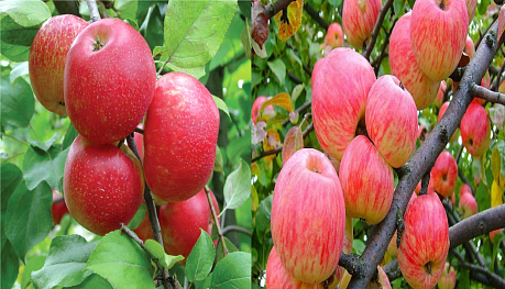 Дерево-сад (2-3х летка) яблоня 2 сорта Хоней Крисп - Мелба