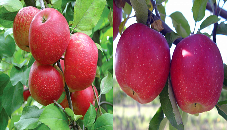 Дерево-сад (2-3х летка) яблоня 2 сорта Хоней Крисп - Красное раннее