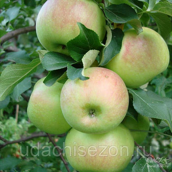 Дерево-сад (2-3х летка) яблоня 2 сорта Кандиль орловский - Богатырь фото 1 