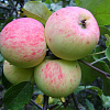 Дерево-сад (2-3х летка) яблоня 2 сорта Богатырь - Грушовка московская фото 2 