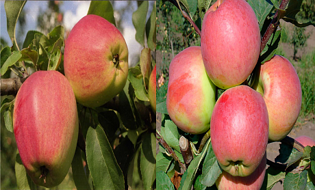 Дерево-сад (2-3х летка) яблоня 2 сорта Кандиль орловский - Успенское