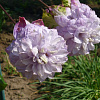 Клематис крупноцветковый Вероника Чойс фото 3 