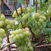 Виноград плодовый Боготяновский фото 1 