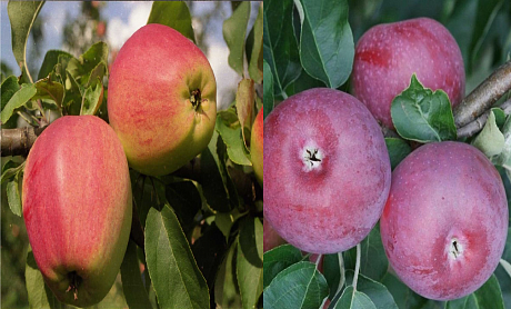 Дерево-сад (2-3х летка) яблоня 2 сорта Кандиль орловский - Лобо