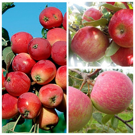 Дерево-сад (3-4х летка) яблоня 3 сорта Китайка Долго-Успенское-Хоней Крисп