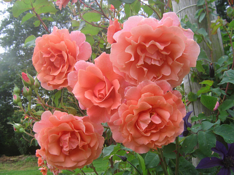 Роза плетистая Алибаба