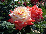 ТОП-10 самых красивых роз