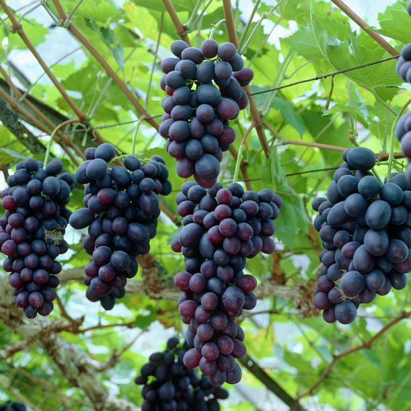 Виноград плодовый Кодрянка фото 4 